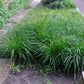 GreenboutiQ - Ziergräser - Carex morrowii Irish Green - Grün & Gelb - 4 Pflanzen - Immergrün - Pflegeleicht - Topf 17cm Höhe 50cm