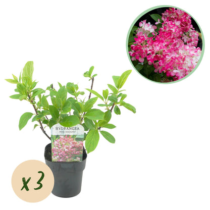Rispenhortensie - Hydrangea panniculata Pink Diamond - Blüte Weiß Rosa - 3 Pflanzen - 1 m2 - Laubabwerfend - Große Blüten - Topf 17cm Höhe 50cm