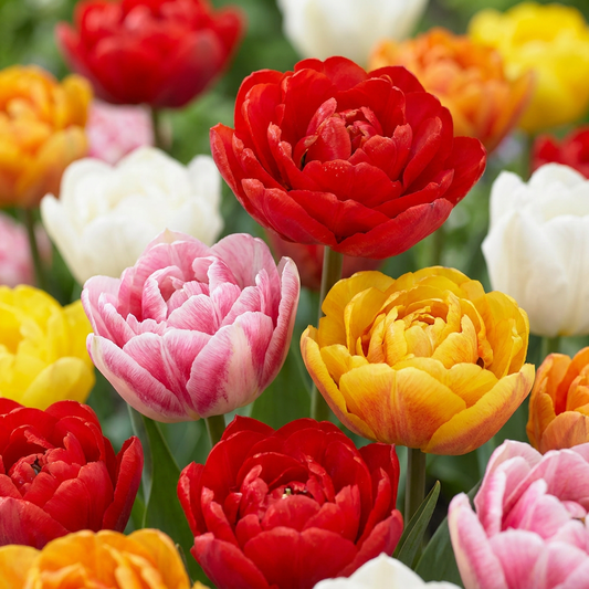 30x Tulipa Double mix - Gefüllte Tulpe - Diverses - Frühlingsblüher