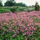 48x Geranium cant. 'Cambridge' - ↕10-25cm - Ø9cm