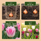24x Tulipa Pastel mix - Pastel mix tulip - Miscellaneous - Spring bloomer