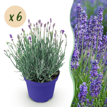 Lavandula angustifolia Hidcote - Lavendel - Winterhart - Lila - 6 Pflanzen - Topf 12cm - Höhe 15-25cm