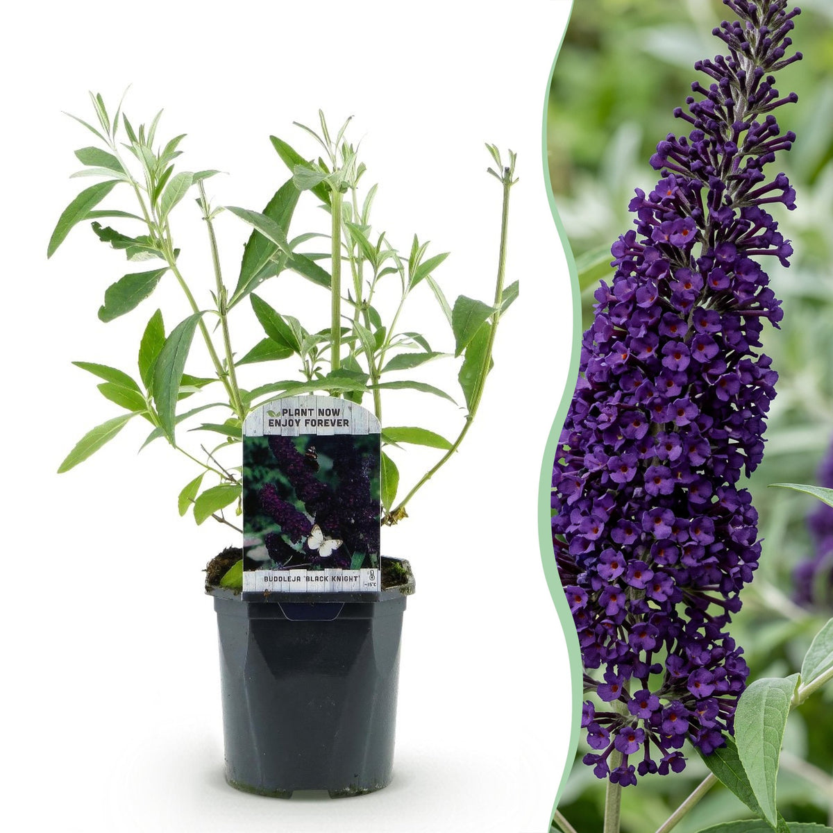 Schmetterlingsstrauch - Buddleja davidii Black Night - Hardy - Purple - 3 Plants - Pot 17cm - Height 45cm