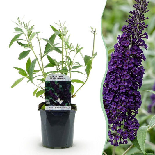 Schmetterlingsstrauch - Buddleja davidii Black Night - Hardy - Purple - 3 Plants - Pot 17cm - Height 45cm
