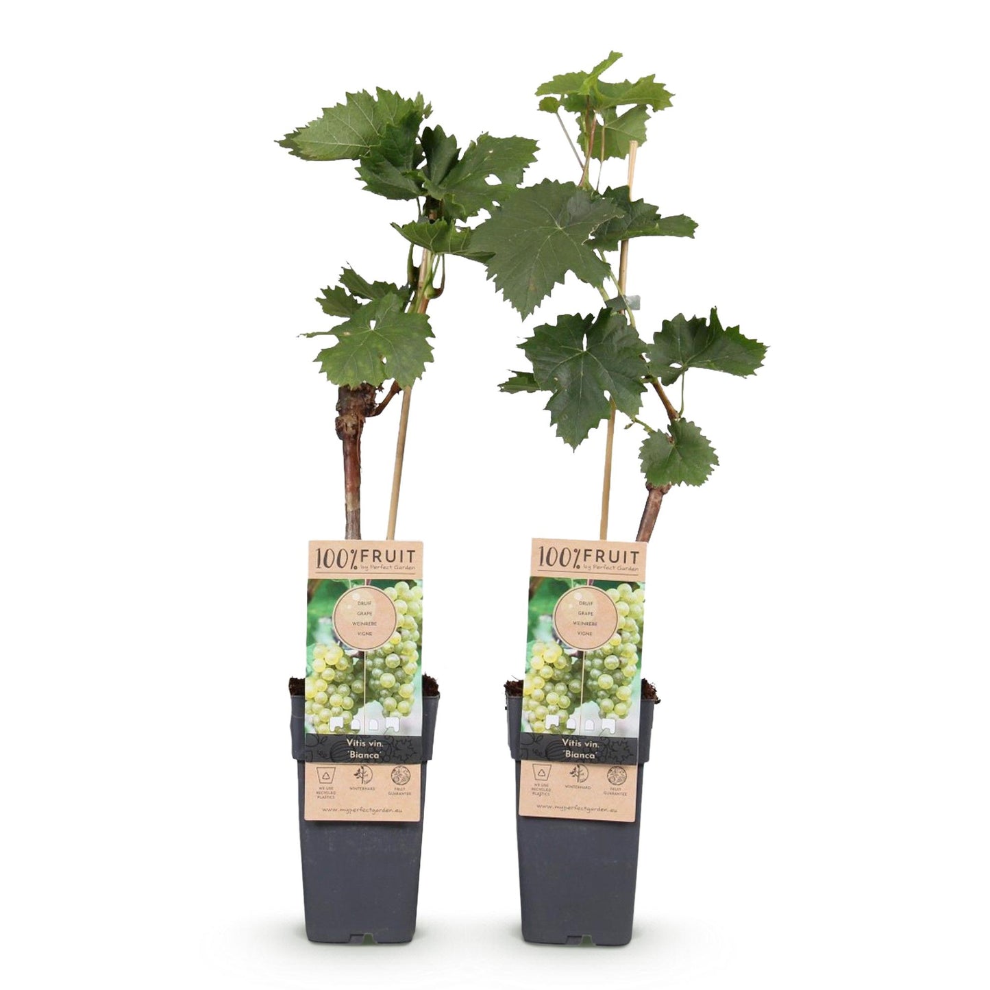 Obstpflanze - Vitis vinifera Bianca - Weinrebe - Veredelt - Weiße Traube - 2 Pflanzen - Topf 15cm - Höhe 50cm