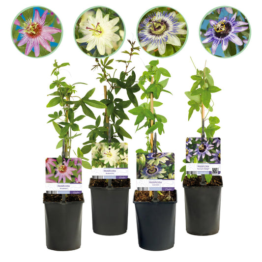 Passiflora Rainbow - Blume Rosa Weiß Lila Grün - Wenig Pflege - 4 Pflanzen - Topf 11cm Höhe 40cm