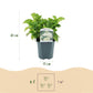 Hortensie - Hydrangea macrophylla Blau - Blüte Weiß - 1 Pflanze - Laubabwerfend - Wenig Pflege - Topf 17cm Höhe 30cm
