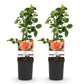 Kletterrose - Rosa Orange Climber - Blüte Orange - Wenig Pflege - 2 Pflanzen - Topf 11cm Höhe 40cm
