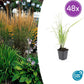 Calamagrostis acut. 'Karl Foerster'  - 48x - ↕10-25cm - Ø9cm