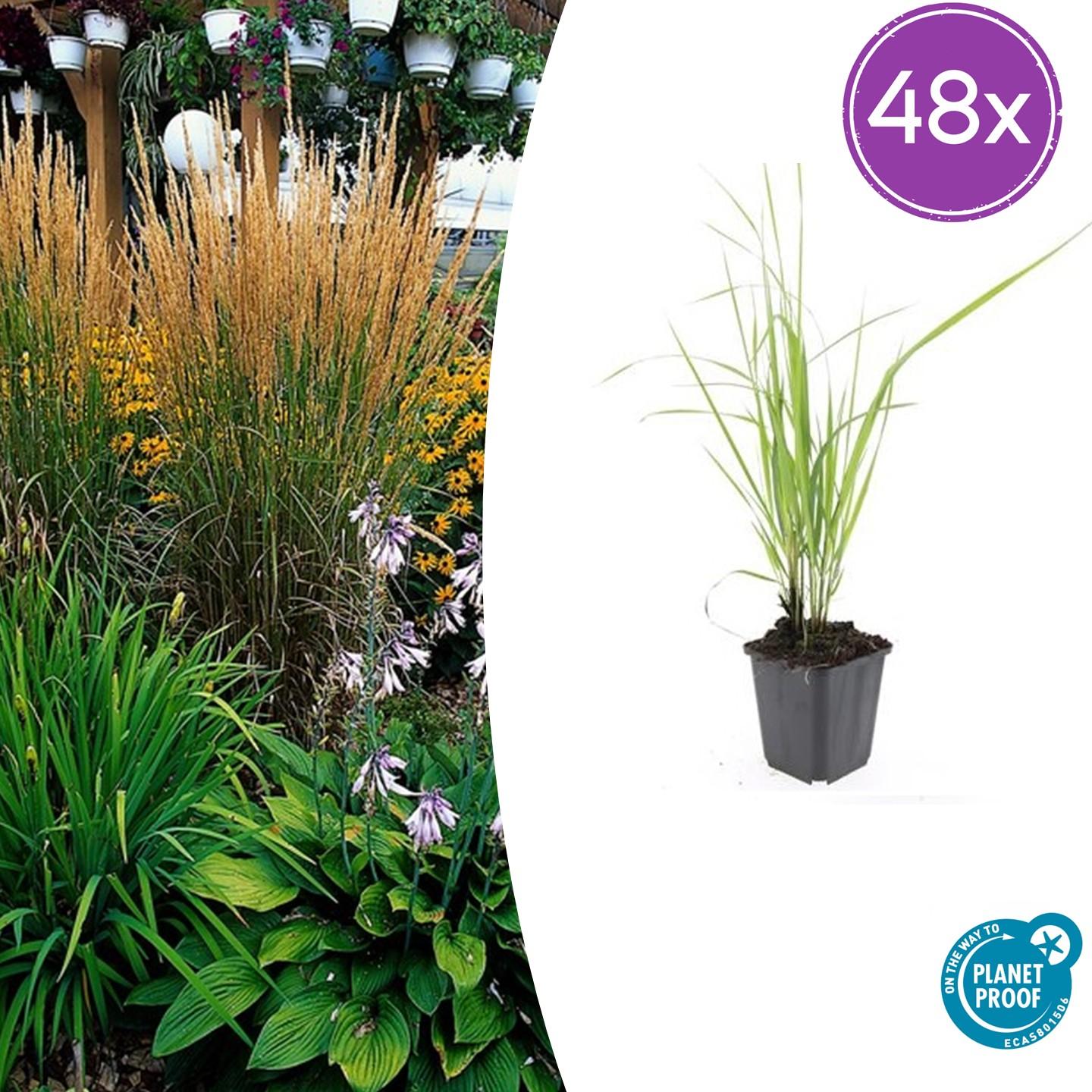 Calamagrostis acut. 'Karl Foerster'  - 48x - ↕10-25cm - Ø9cm