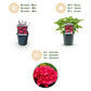 Hortensie - Hydrangea macrophylla Rot - Blume Rot - 3 Pflanzen - 1 m2 - Laubabwerfend - Wenig Pflege - Topf 17cm Höhe 30cm