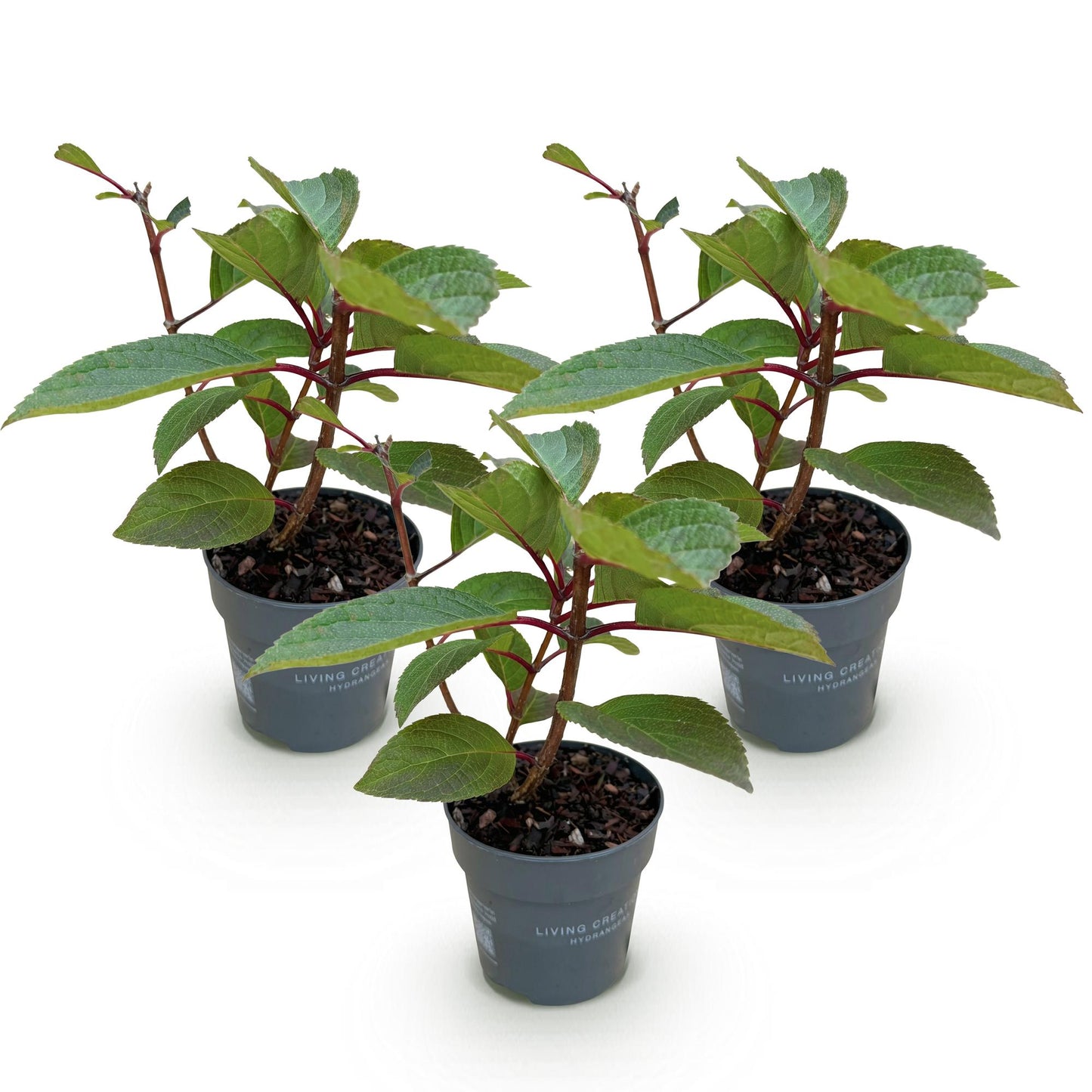 Hydrangea panniculata Living Infinity - Rispenhortensie - Winterhart - Weiß - 3 Pflanzen - Topf 12cm - Höhe 20-30cm