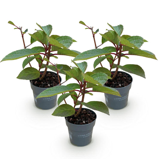 Hydrangea panniculata Living Infinity - Rispenhortensie - Winterhart - Weiß - 3 Pflanzen - Topf 12cm - Höhe 20-30cm