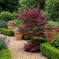 Japanischer Ahorn - Acer palmatum Bloodgood - Rot- 1 Pflanze - Laubabwerfend - Topf 19cm Höhe 70cm