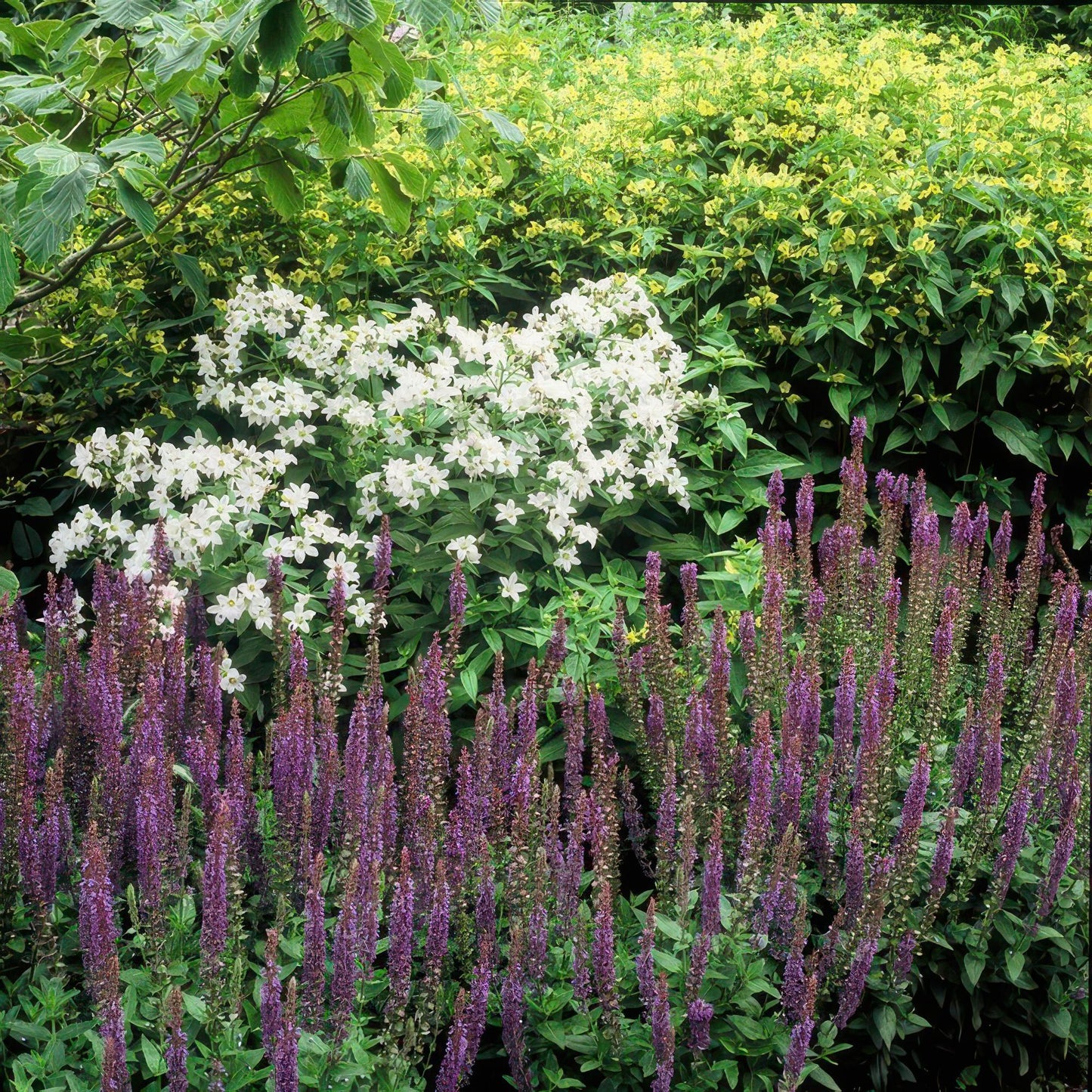 Steppen Salbei - 60x Salvia nem. 'Ostfriesland' - ↕10-25cm - Ø9cm