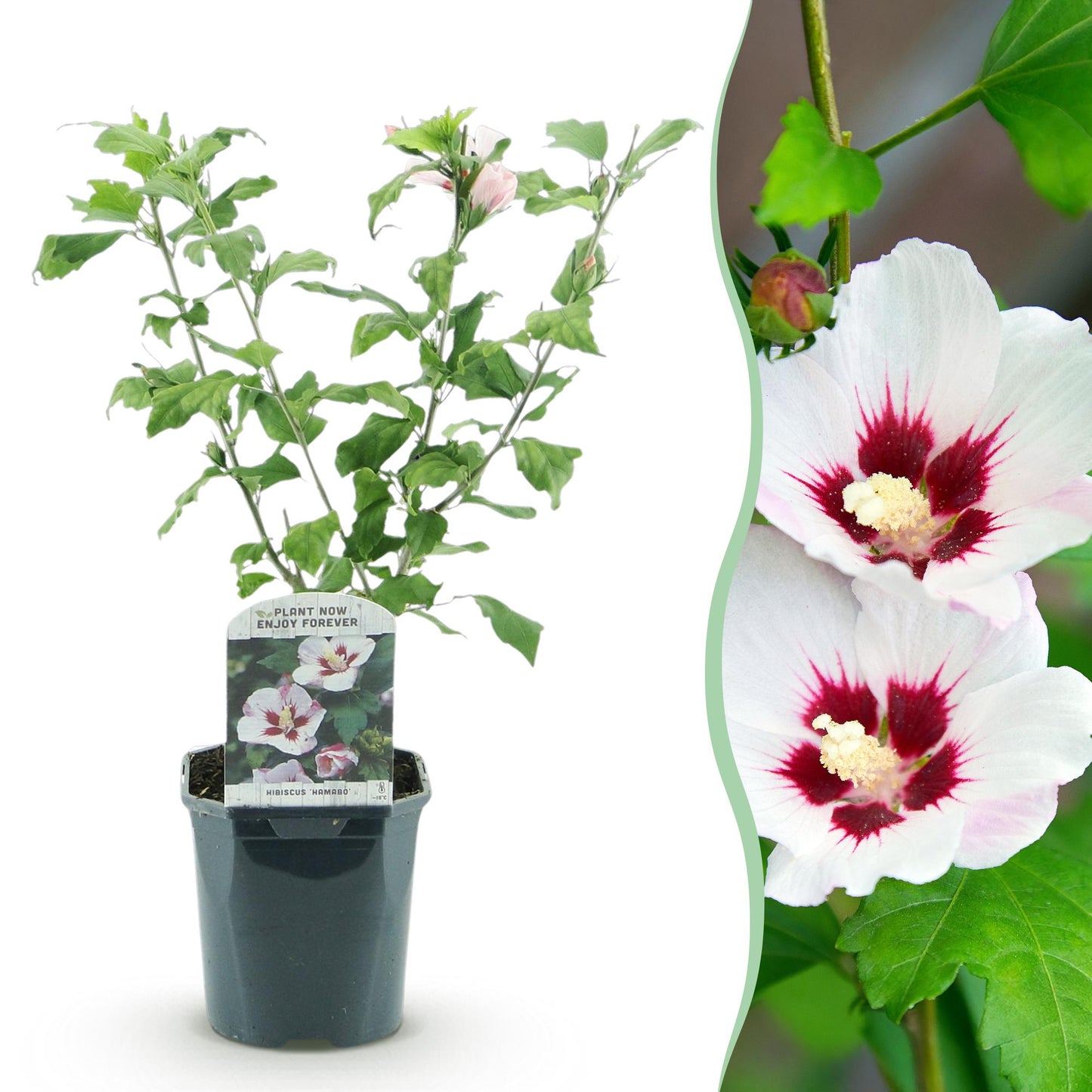 Hibiscus syriacus Hamabo - Blüte Hellrosa - 1 Pflanze - Laubabwerfend - Wenig Pflege - Topf 17cm Höhe 45cm