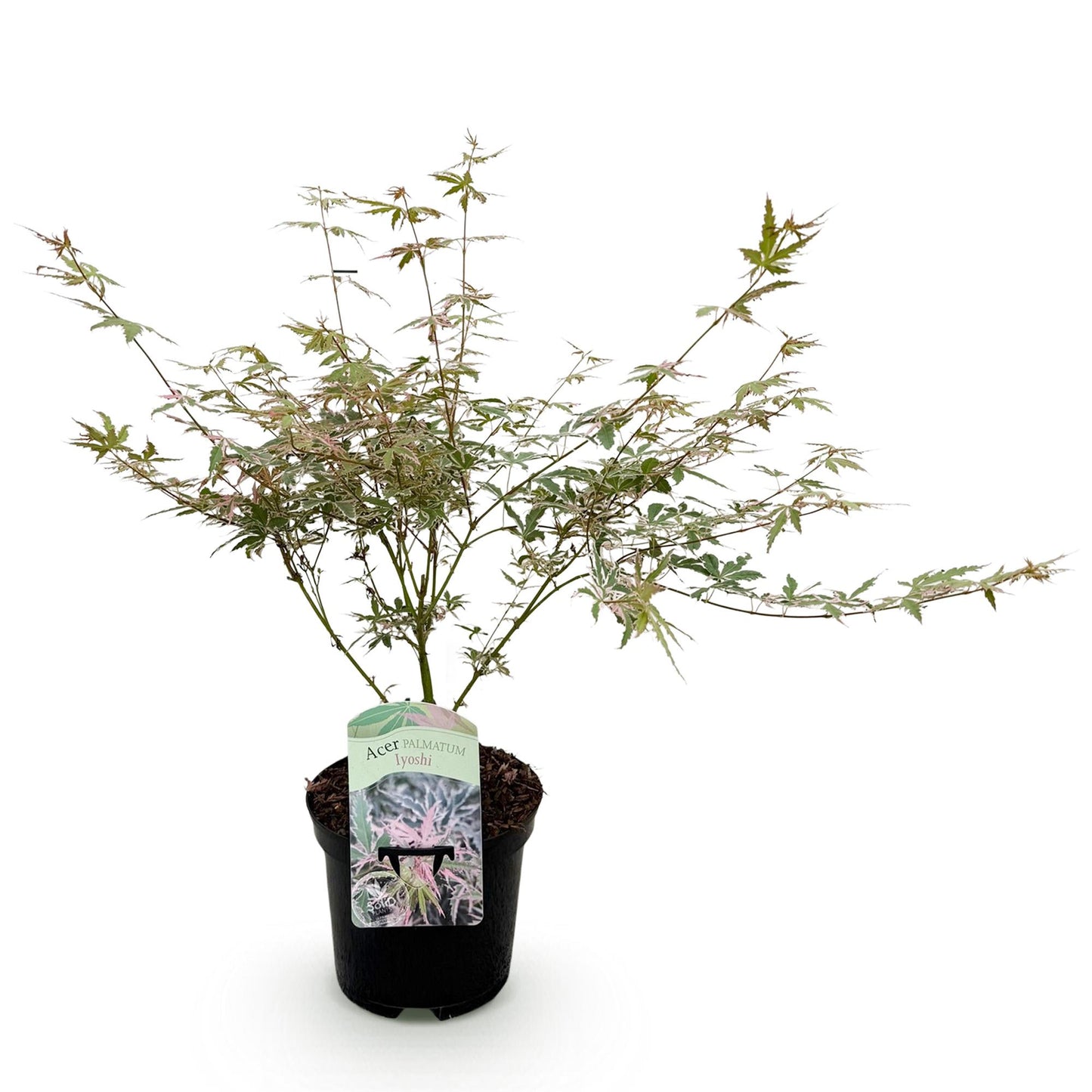 Japanischer Ahorn - Acer palmatum Iyoshi - Rosa - 1 Pflanze - Laubabwerfend - Topf 19cm Höhe 70cm