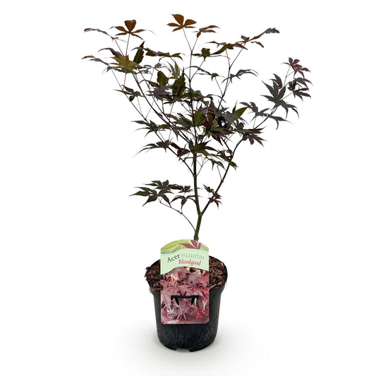Japanischer Ahorn - Acer palmatum Bloodgood - Rot- 1 Pflanze - Laubabwerfend - Topf 19cm Höhe 70cm
