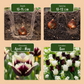 60x Tulipa Breakdance mix - Miscellaneous - Spring bloomer