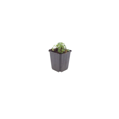 60x Geranium cin. 'Ballerina' - ↕10-25cm - Ø9cm