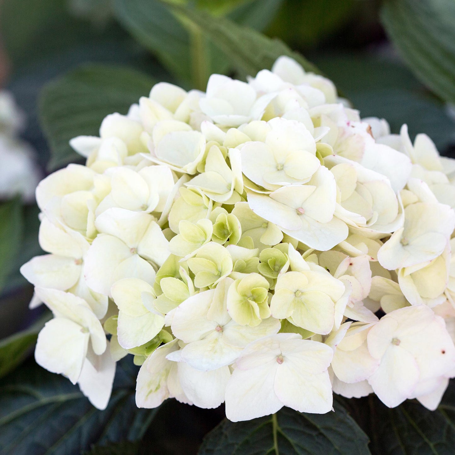 Hydrangea Endless Summer The Bride - Hortensie - Winterhart - Weiß - 1 Pflanze - Topf 14cm - Höhe 20-25cm