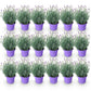 Lavandula angustifolia Munstead - Lavendel - Winterhart - Lila - 18 Pflanzen - Topf 12cm - Höhe 15-25cm