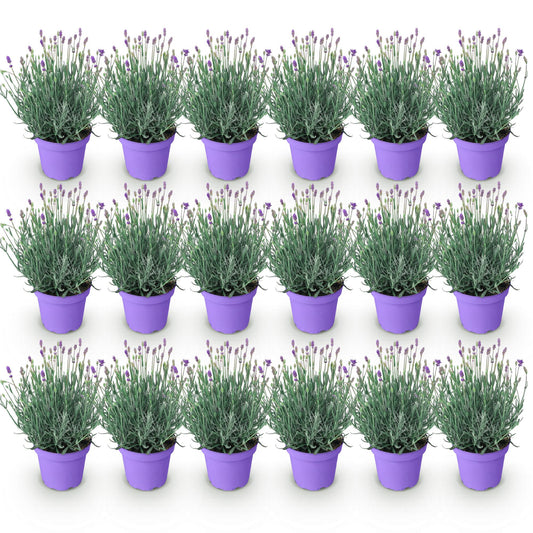 Lavandula angustifolia Munstead - Lavendel - Winterhart - Lila - 18 Pflanzen - Topf 12cm - Höhe 15-25cm