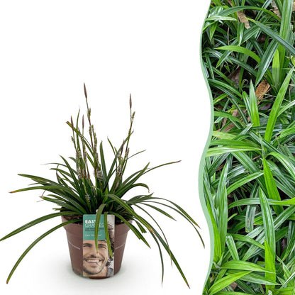 Ziergräser - Carex morrowii Irish Green - Grün & Gelb - 1 Pflanze - Immergrün - Winterhart - Topf 17cm Höhe 50cm