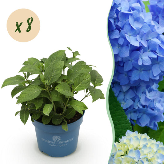 Hydrangea Endless Summer The Original Blue - Hortensie - Frosthart - Blau - 8 Pflanzen - Topf 14cm - Höhe 20-25cm