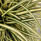 48x Carex oshim. 'Evergold'  - ↕10-25cm - Ø9cm