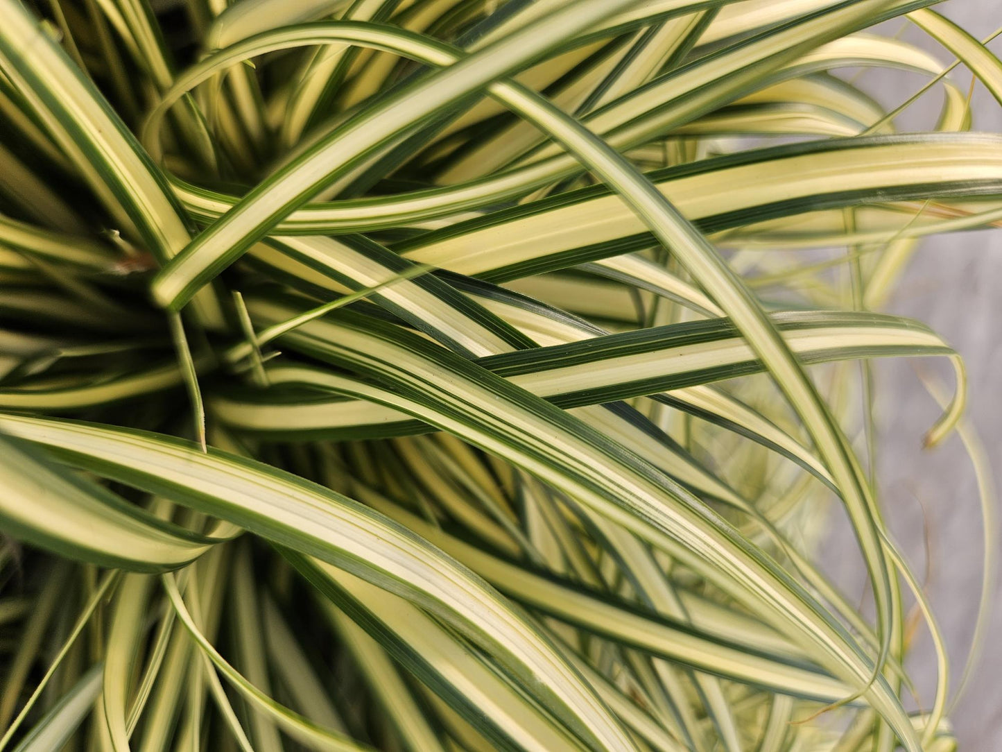 48x Carex oshim. 'Evergold'  - ↕10-25cm - Ø9cm