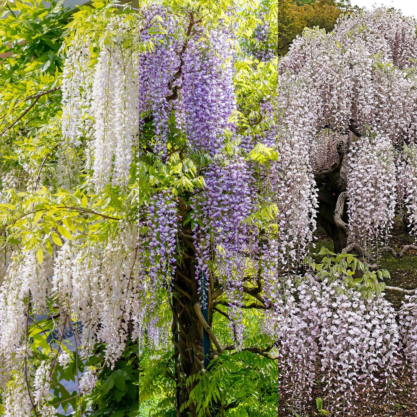 Blauregen - Wisteria floribunda Tricolour - Blumen Blau Rosa Weiß - 3 Pflanzen - Topf 11cm Höhe 40cm