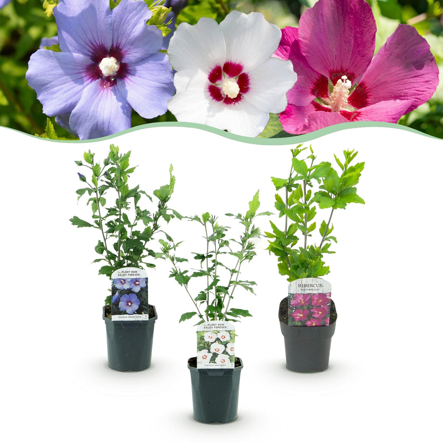 Hibiscus syriacus Tricolour - Blüte Rosa, Weiß und Blau - 3 Pflanzen - Laubabwerfend - Wenig Pflegeaufwand - Topf 17cm Höhe 45cm