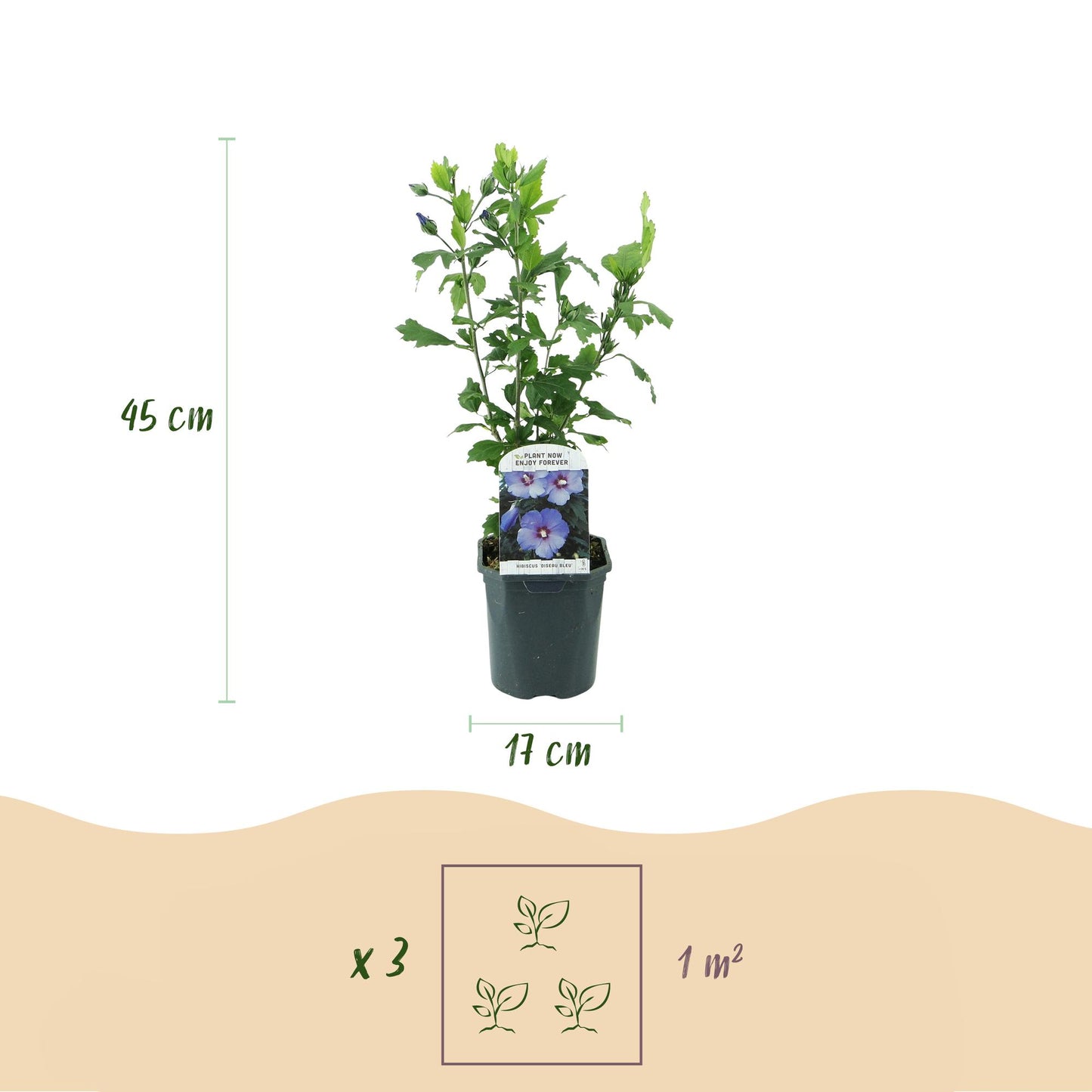 Hibiscus syriacus Oiseau Blue - Garden Hibiscus - Hardy - Blue - 3 Plants - Pot 17cm - Height 45cm