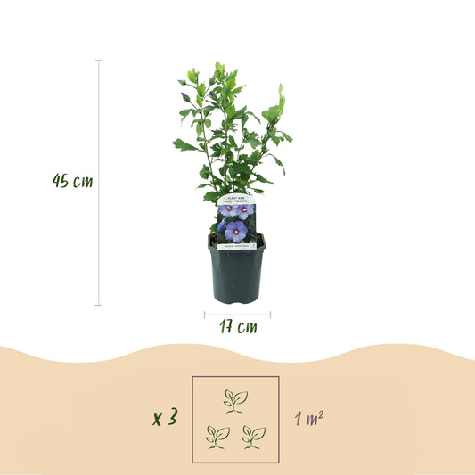 Hibiscus syriacus Oiseau Blue - Garden Hibiscus - Hardy - Blue - 3 Plants - Pot 17cm - Height 45cm