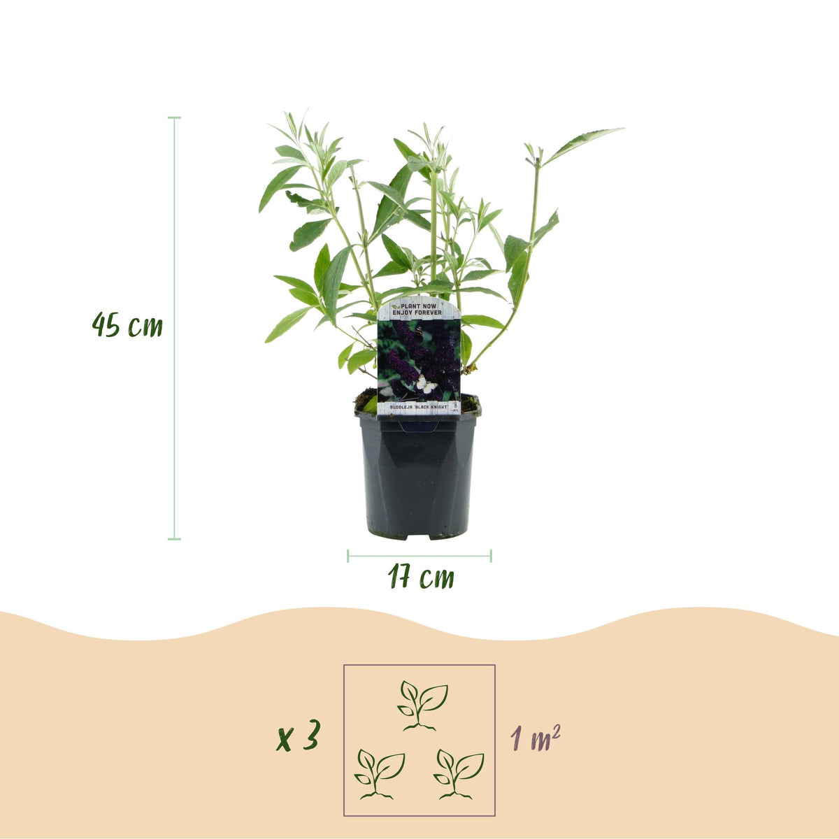 Schmetterlingsstrauch- Buddleja davidii Black Night - Winterhart - Lila - 1 Pflanze - Topf 17cm - Höhe 45cm