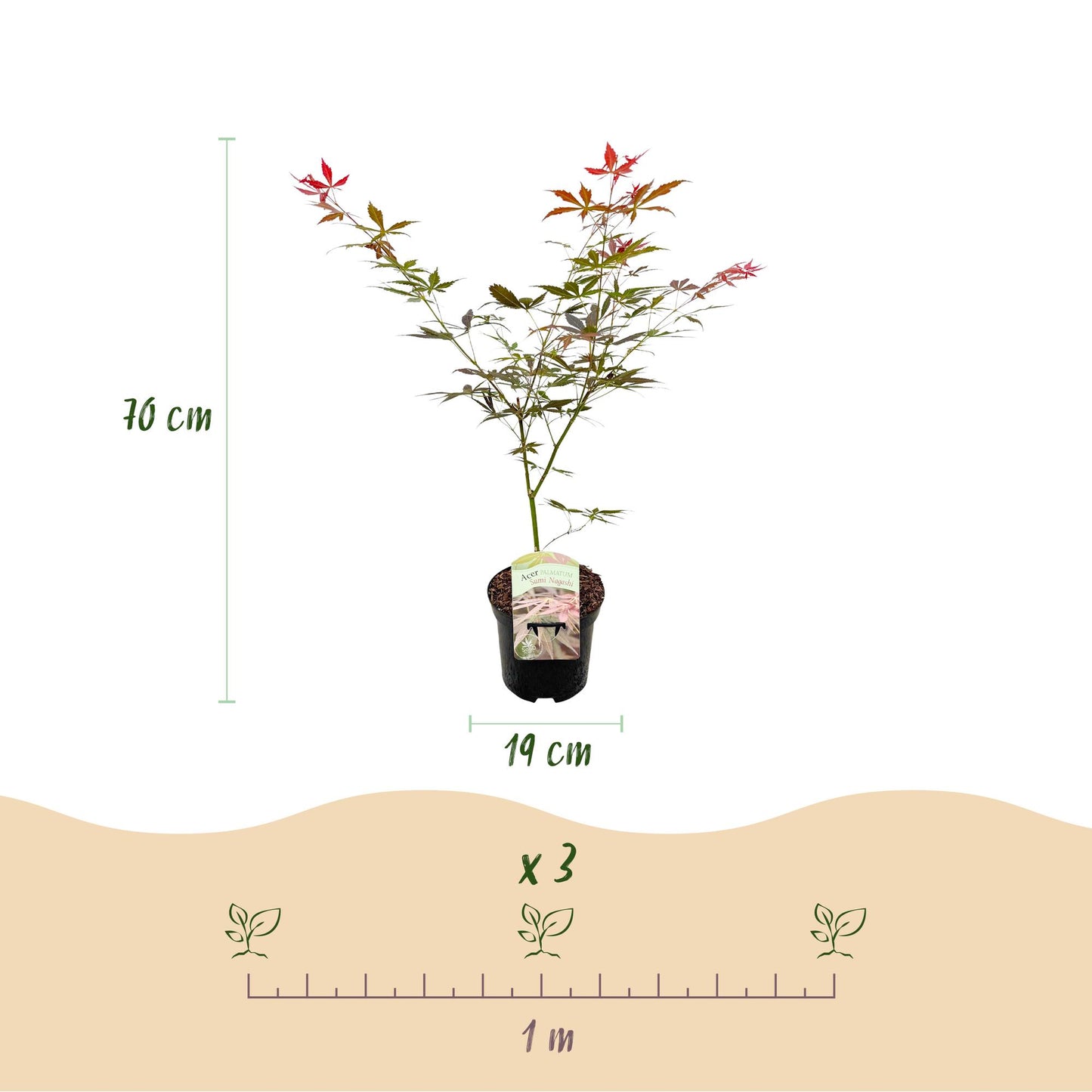 Japanischer Ahorn - Acer palmatum Sumi-nagashi - Rot - 1 Pflanze - Laubabwerfend - Topf 19cm Höhe 70cm