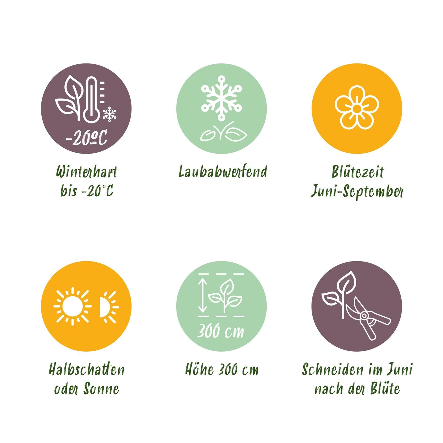 Kletterpflanze - Clematis Pink Fantasy - Blüte Rosa - Wenig Pflege - 2 Pflanzen - Topf 11cm Höhe 40cm