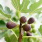 Ficus carica Little Miss Figgy - Terrassen Pflanze - Stamm Pflanze -  Laubabwerfend - Winterhart - Grüne Frucht - Topf 19cm Höhe 90cm