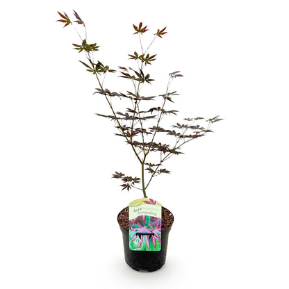 Japanischer Ahorn - Acer palmatum Trompenburg - Dunkel Lila - 1 Pflanze - Laubabwerfend - Topf 19cm Höhe 70cm