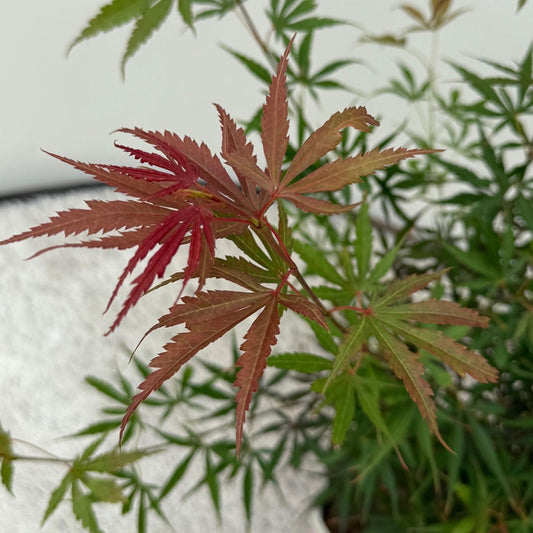 Japanischer Ahorn - Acer palmatum Jerre Swarts - Dunkelrot - 1 Pflanze - Laubabwerfend - Topf 19cm Höhe 70cm