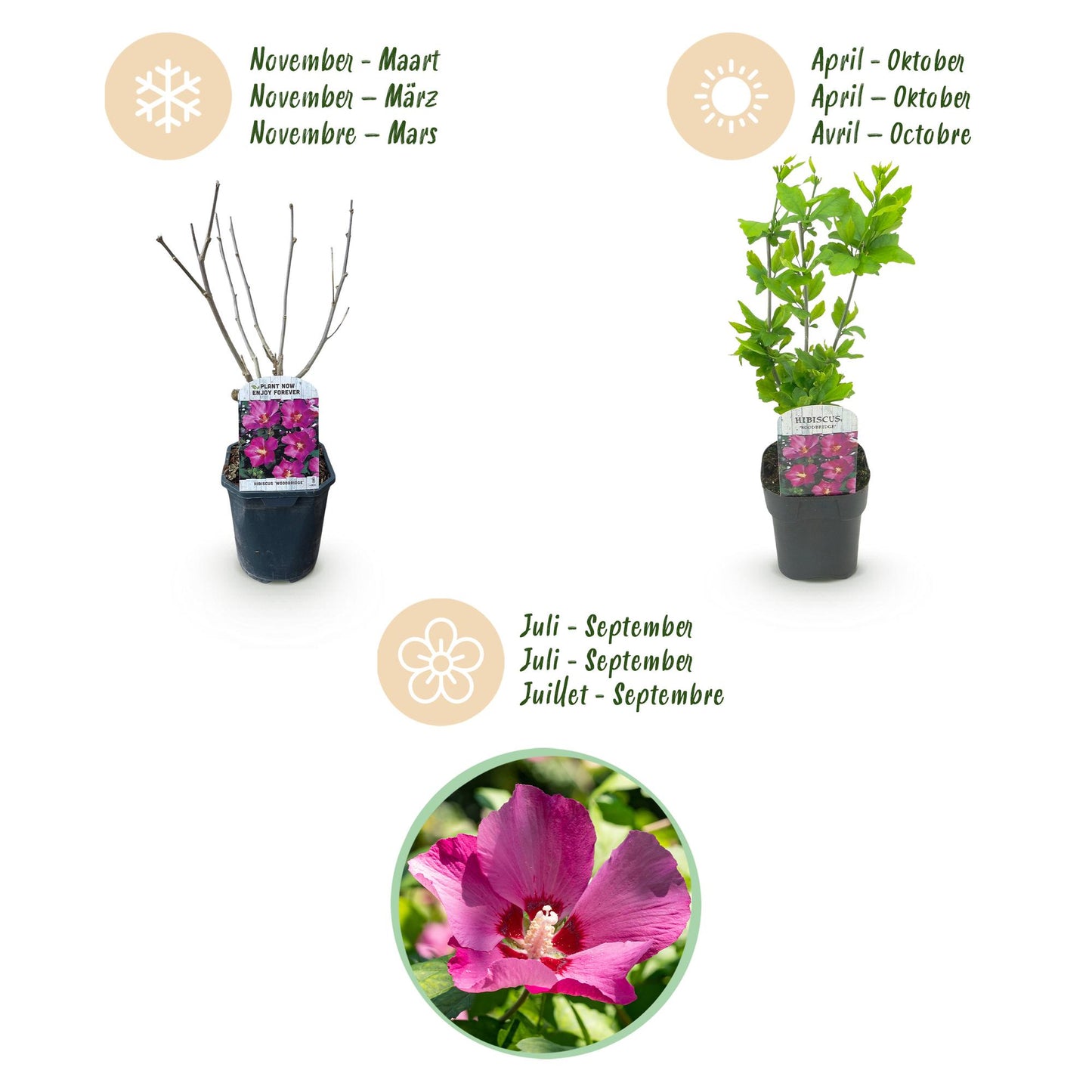 Hibiscus syriacus Woodbridge - Garden Hibiscus - Hardy - Pink - 3 Plants - Pot 17cm - Height 45cm