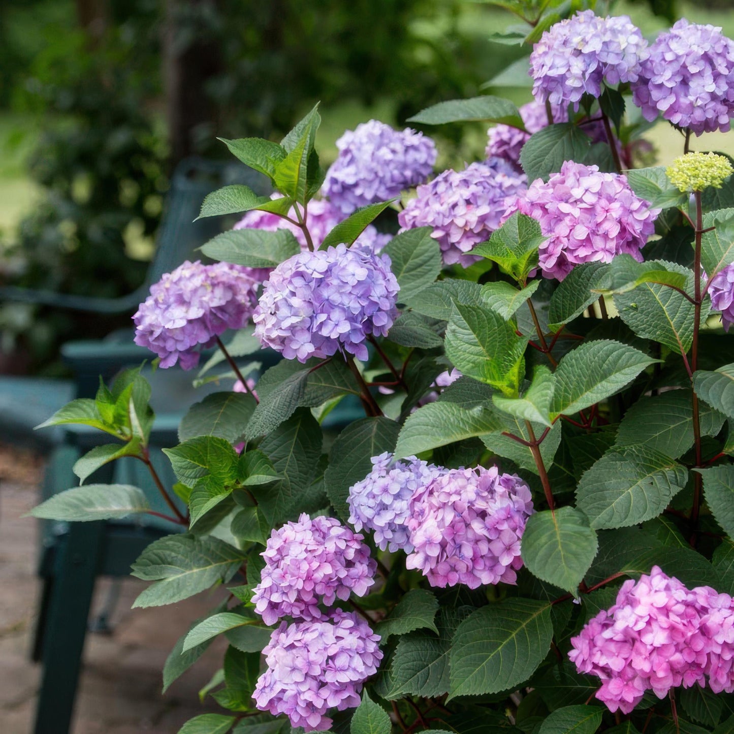 Hydrangea Endless Summer Summer Love Purple - Hortensie - Winterhart - Lila - 1 Pflanze - Topf 14cm - Höhe 20-25cm