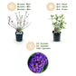 Schmetterlingsstrauch- Buddleja davidii Empire Blue - Winterhart - Blau - 1 Pflanze - Topf 17cm - Höhe 45cm