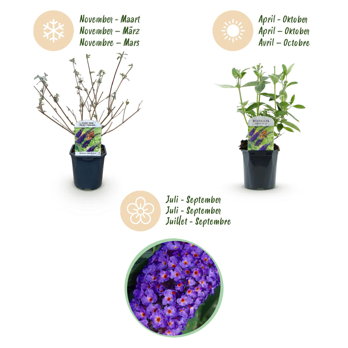 Schmetterlingsstrauch- Buddleja davidii Empire Blue - Winterhart - Blau - 1 Pflanze - Topf 17cm - Höhe 45cm