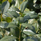 Heckenpflanzen - Prunus laurocerasus Rotundifolia - Blatt grün - 6 Pflanzen - 1 laufender Meter - immergrün - Topf 17cm Höhe 50cm