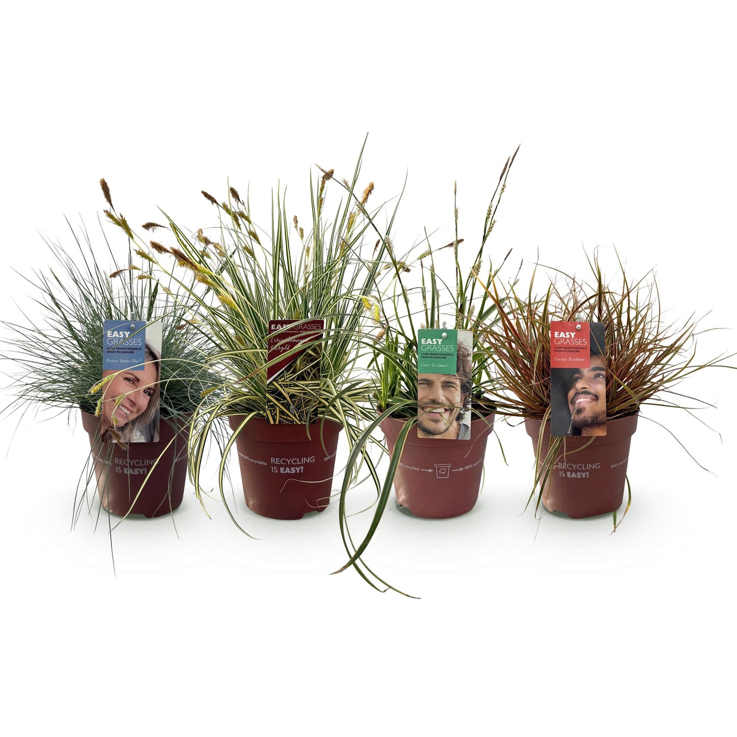 Ziergräser - 4 Pflanzen - Blau - Gelb - Grün - Rot - Immergrün - Wenig Pflege - Topf 17cm Höhe 50cm