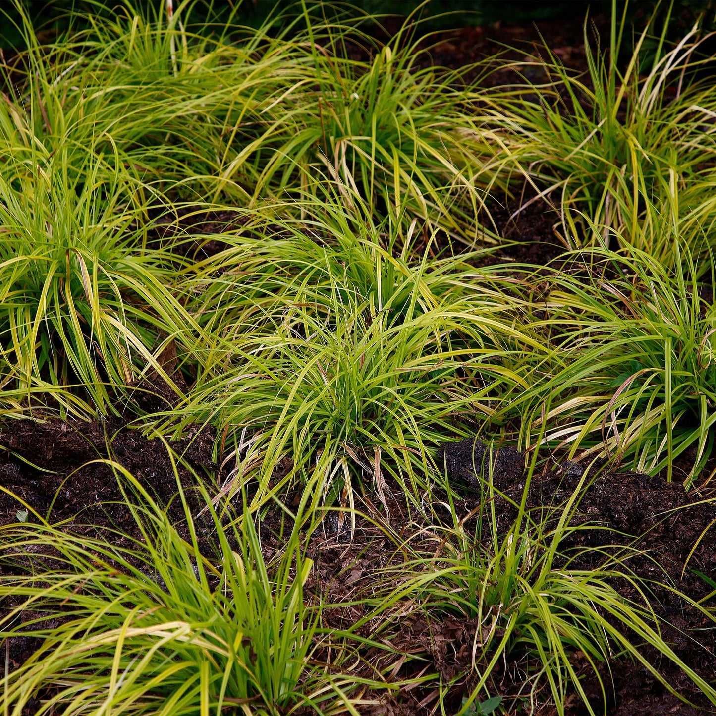 Ziergräser - Carex oshimensis Everillo - Gelb - 1 Pflanze - Immergrün - Winterhart - Topf 17cm Höhe 50cm