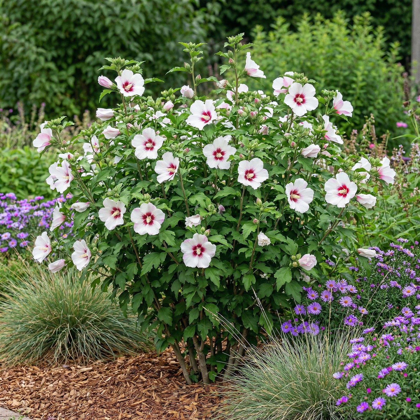 Hibiscus syriacus Hamabo - Blüte Hellrosa - 1 Pflanze - Laubabwerfend - Wenig Pflege - Topf 17cm Höhe 45cm