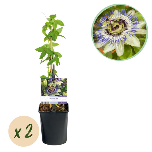 Passionsblume - Passiflora caerulea - Blüte Blau mit Grün Weiß - Wenig Pflege - 2 Pflanzen - Topf 11cm Höhe 40cm